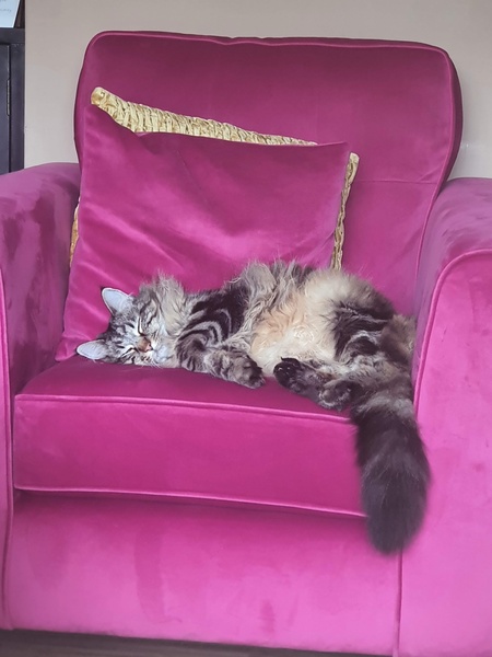 To wonder what your cat/s is called