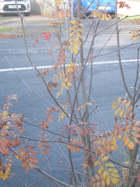 Can you ID this thin, small red leaved-tree on the verge?