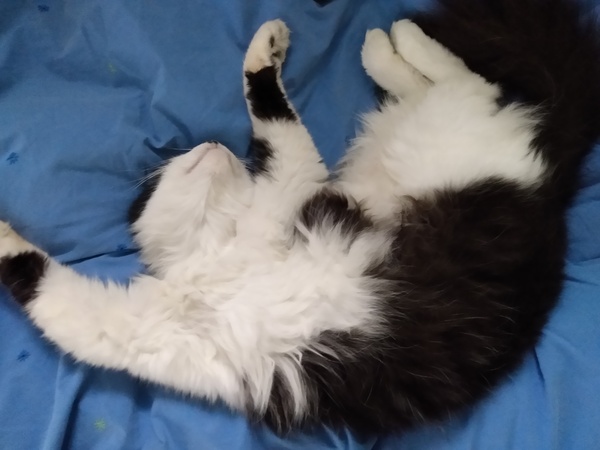 Chez Ollie - Free head boops for everyone