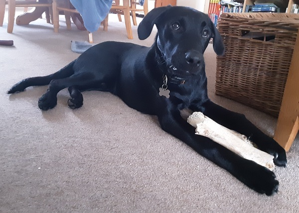 Puppy survival thread. Oct/Nov fireworks!
