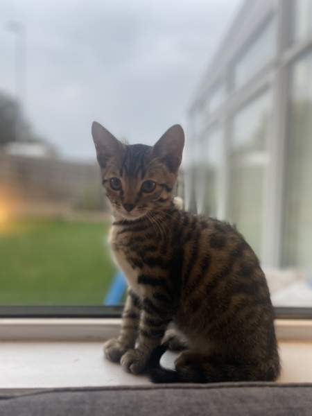 Will our kitten always be this way or can we teach him?