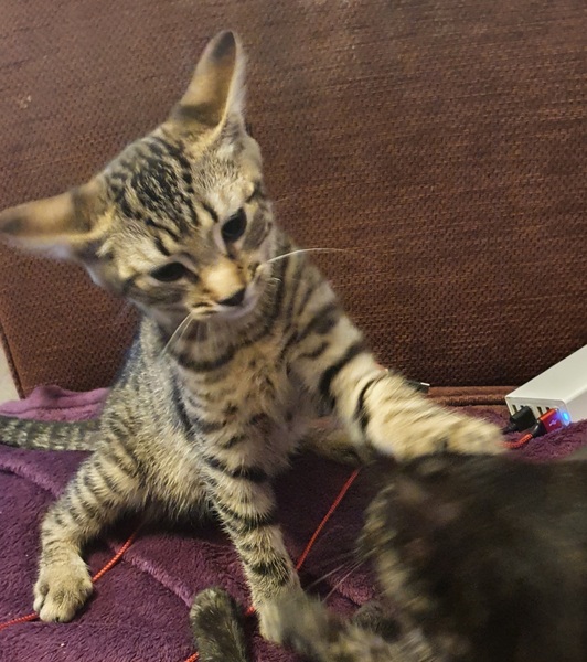 Will our kitten always be this way or can we teach him?
