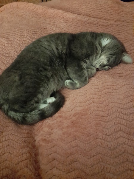 To wonder what your cat/s is called