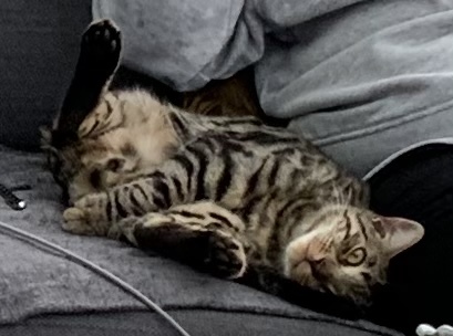 Bengal biting - where’s the ‘off’ button
