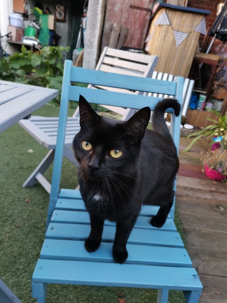 Introducing cat to outside world or not?
