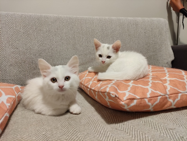 To wonder what your cat/s is called