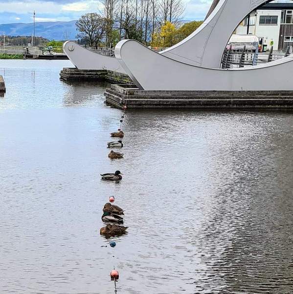 Getting all your ducks in a row