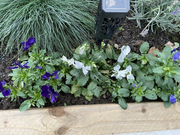 Pansies problems!