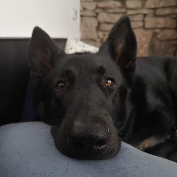 Which dog stops you in your tracks?