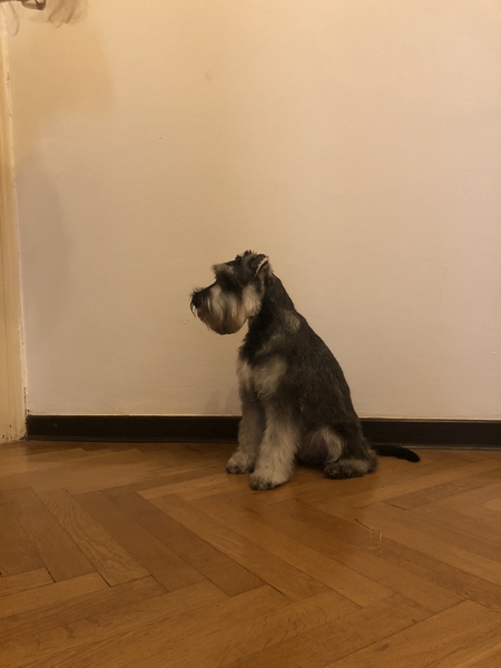 Miniature snauzers and other non shedding breeds