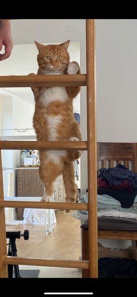 To wonder what your cat/s is called