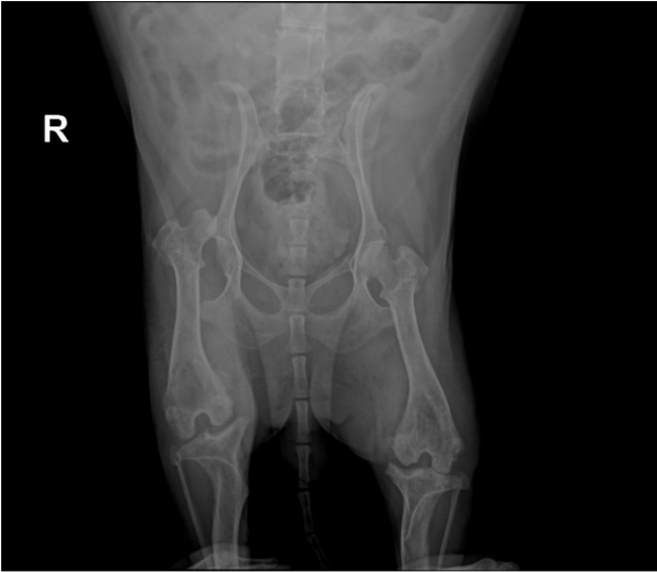 Puppy with dysplasia - heartbroken