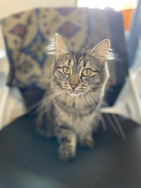 To wonder what your cat/s is called