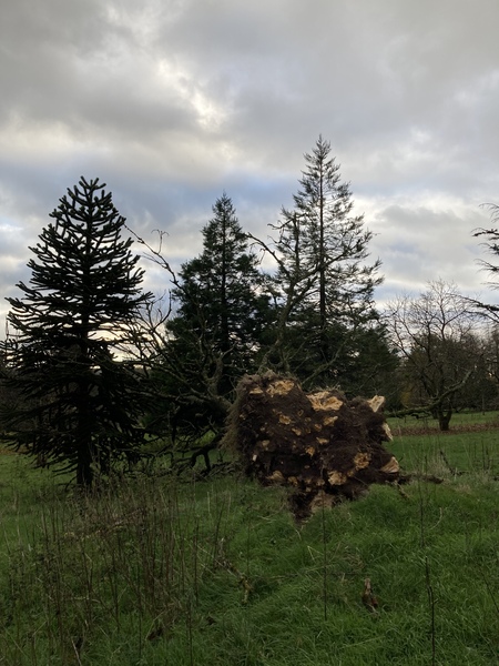 Week 7 Pre-Christmas Low Carb Bootcamp