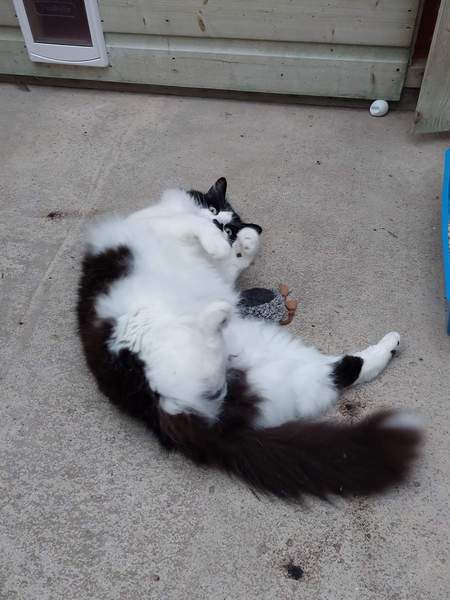 Would love to know my cat’s parentage