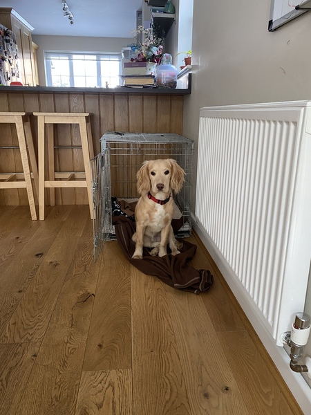 Puppy survival thread. Nov. Read this and buy a hamster instead