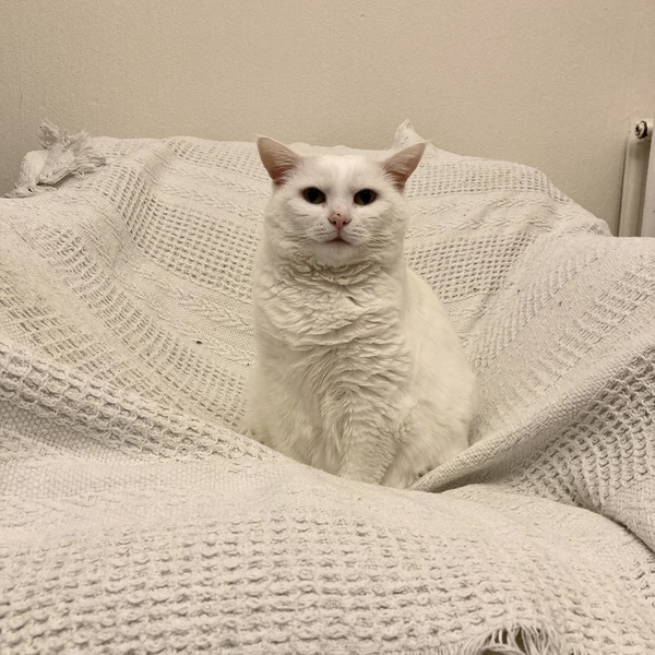 Could I request a non hunting cat from a rescue?