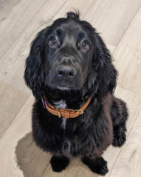 Which dog stops you in your tracks?