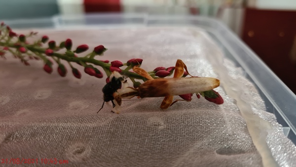 Present similar to breeding caterpillars?
