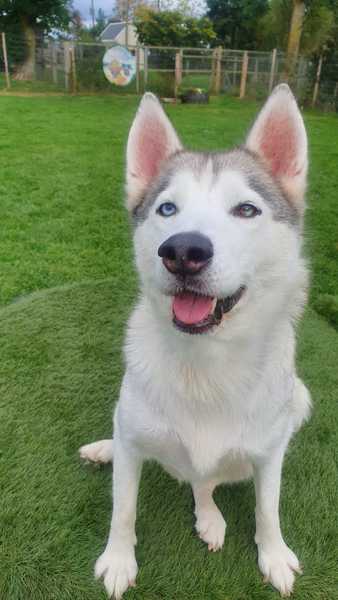 Dogs being attacked by GSDs?!