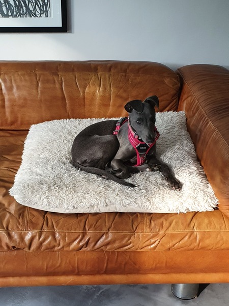 Italian Greyhound