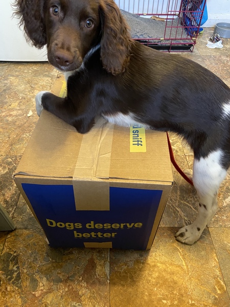 Puppy survival thread. Oct/Nov fireworks!