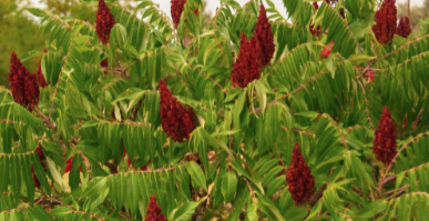 Long shot at identifying this tree?