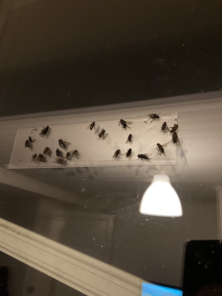 Swagger Inn 170. Autumn is here with a vengeance.  I think we'll just hide under the duvet --with HBFs-- until Spring.