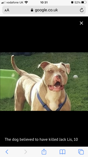 XL bully.