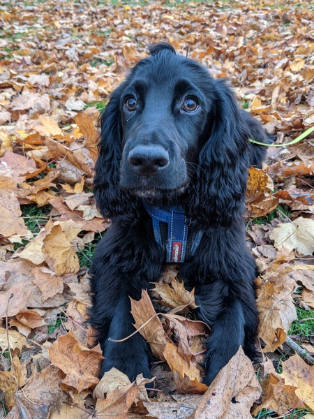 Puppy survival thread. Oct/Nov fireworks!