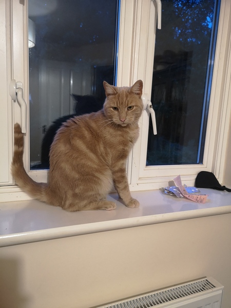 AIBU to wonder if my cat has been properly castrated?