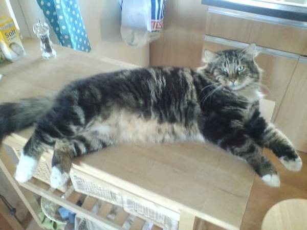 Maine Coons