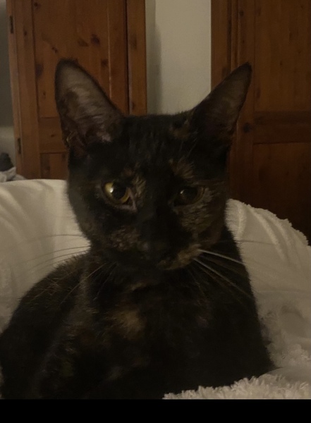 To wonder what your cat/s is called