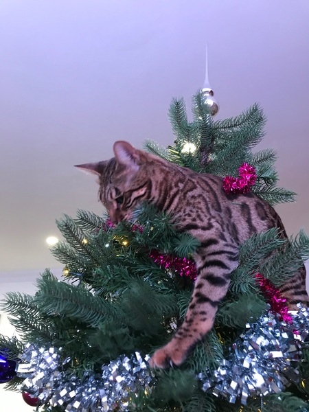 Kittens plus Xmas tree... bad idea?!