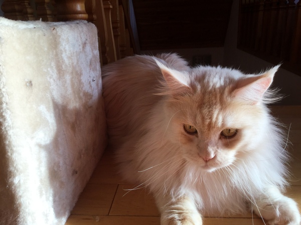 Maine Coons