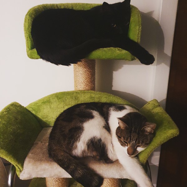 Rescue cat refusing all comforts
