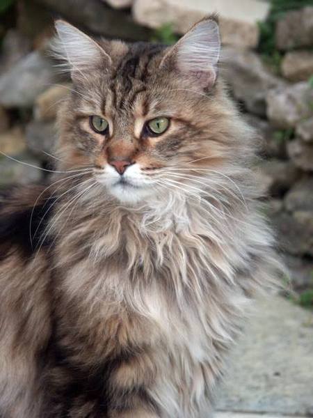 Maine Coons
