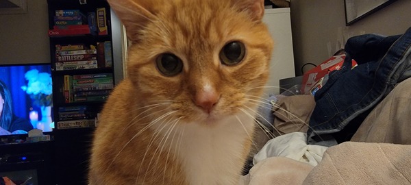 To wonder what your cat/s is called