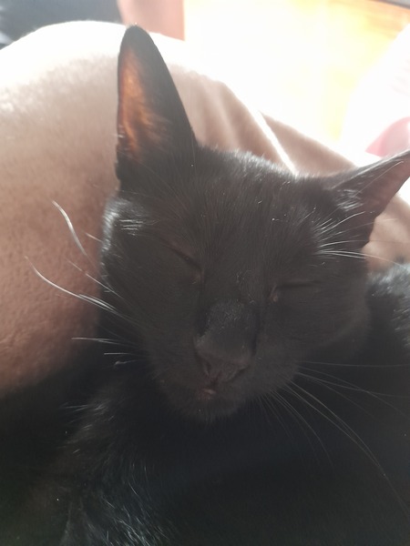 To wonder what your cat/s is called