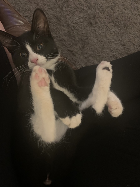 To wonder what your cat/s is called