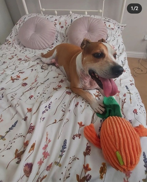 Staffys - tell me honestly, do they deserve such a bad rep