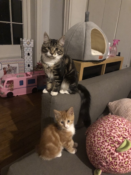 Worried my new kittens hate each other