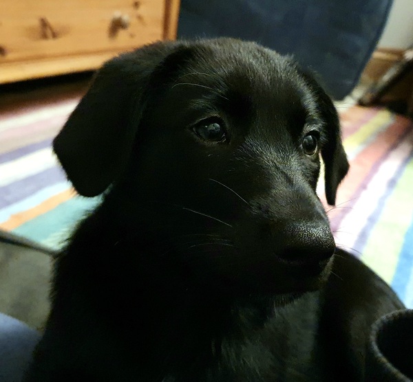 Why does my puppy spend so much time trying to pick up two things at once?