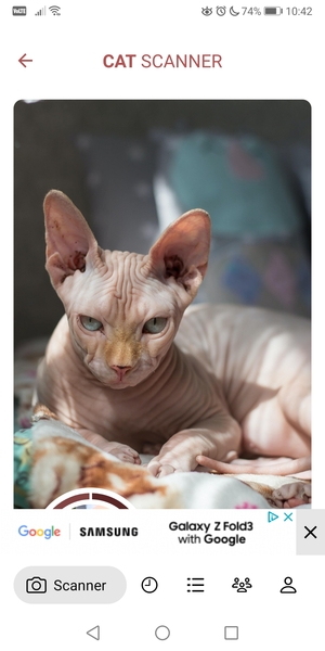 Would love to know my cat’s parentage
