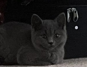 Possibly getting a kitten tomorrow.