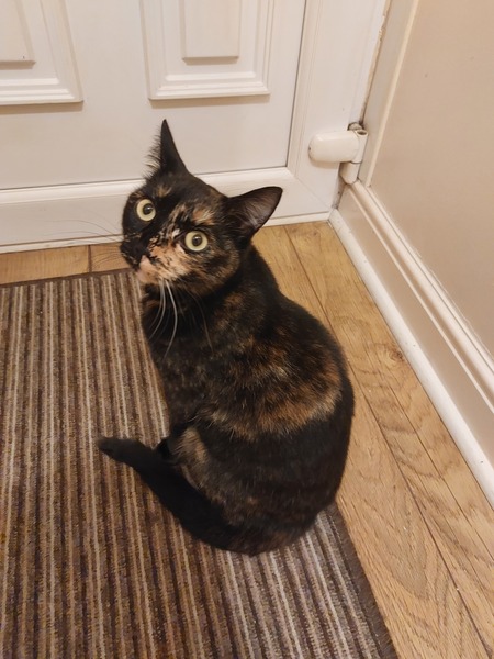 To wonder what your cat/s is called