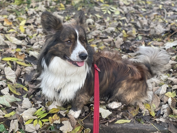Suggestions on puppy to get