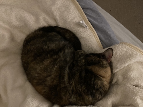 Cat’s got the ‘ump with me.