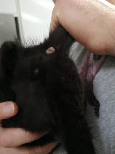 Is this kitten a male or female??