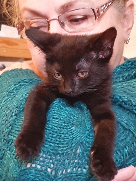 Went to visit my new kitten today :-)
